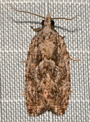 Gretchena watchungana