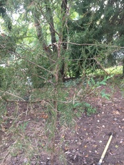 Chamaecyparis pisifera