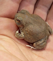 Pleurodema nebulosum