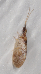 Sympherobius barberi