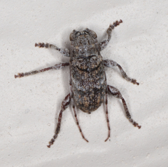 Ecyrus