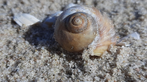 Large Necklace Shell, Maasvlakte 2, Maasvlakte, Nederland, photo 10 of 10