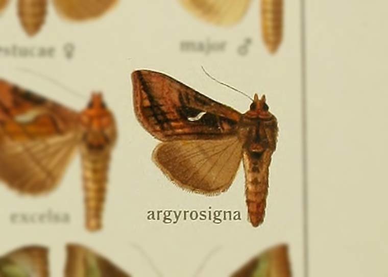 Autographa argyrosigna