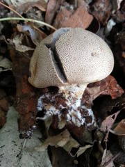 Scleroderma verrucosum