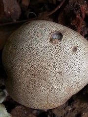 Scleroderma verrucosum