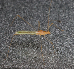 Metacanthus multispinus