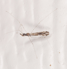 Empicoris orthoneuron