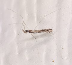 Empicoris orthoneuron