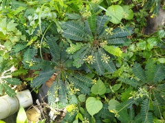 Biophytum sensitivum