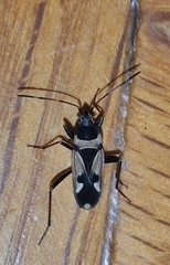 Raglius confusus