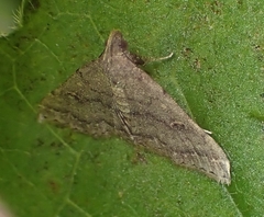 Tetanolita floridana