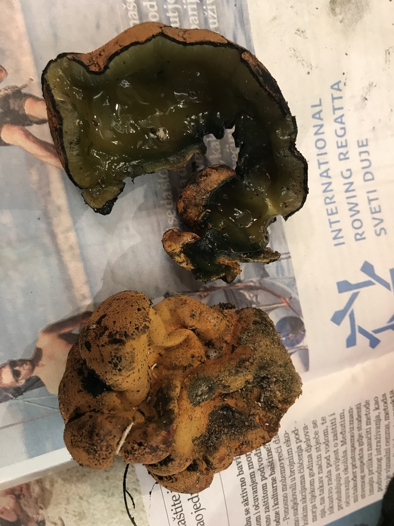 Entonaema cinnabarinum
