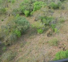 Aloe marlothii marlothii