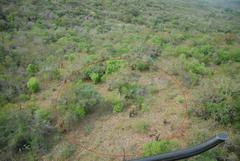 Aloe marlothii marlothii