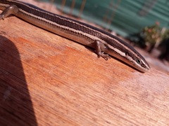 Aspronema dorsivittatum