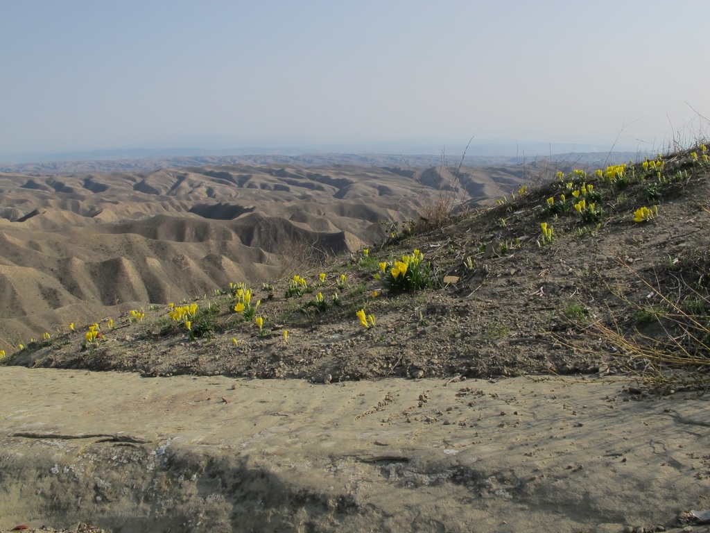 Sternbergia lutea, Golestán, Írán