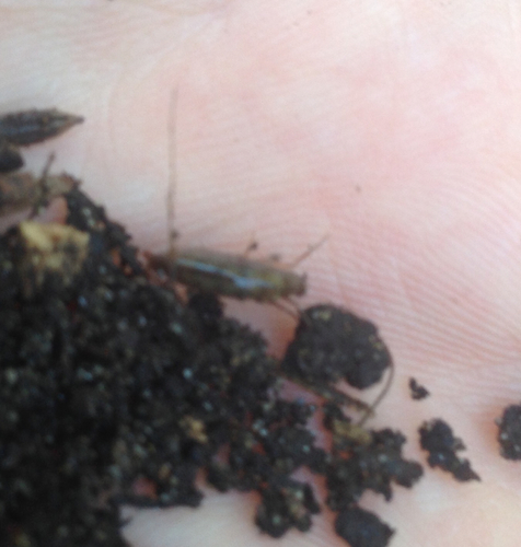 Arcitalitrus sylvaticus