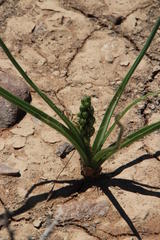 Albuca virens