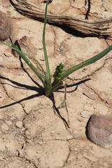 Albuca virens