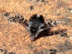 Australoechus megaspilus