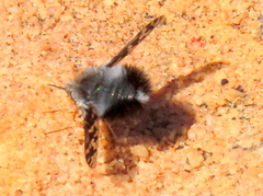 Australoechus megaspilus