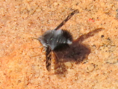 Australoechus megaspilus