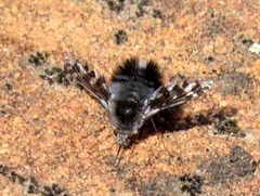 Australoechus megaspilus