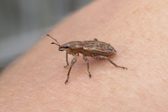 Tanymecus lacaena