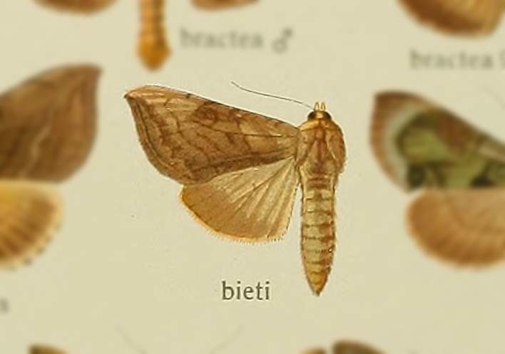 Diachrysia bieti