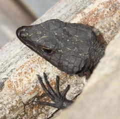 Hemicordylus capensis