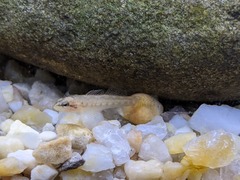 Etheostoma flabellare