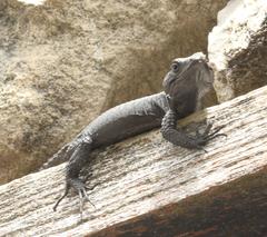 Hemicordylus capensis