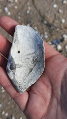 Zirfaea crispata