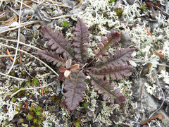 Pedicularis labradorica