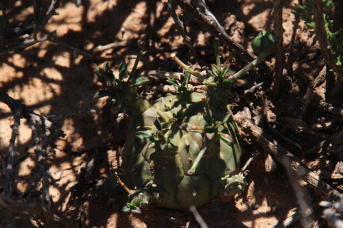 Euphorbia decepta