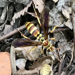 Poecilopompilus interruptus interruptus