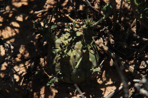 Euphorbia decepta