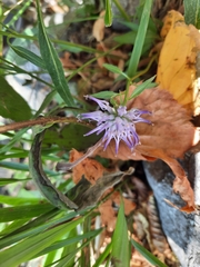 Phyteuma scheuchzeri columnae