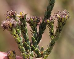 Leucadendron thymifolium