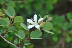 Bauhinia brachycarpa