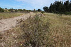Leucadendron thymifolium