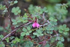 Indigofera lenticellata
