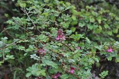 Indigofera lenticellata