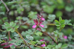 Indigofera lenticellata