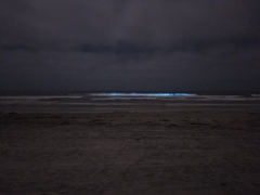 Noctiluca scintillans