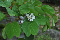 Bauhinia brachycarpa
