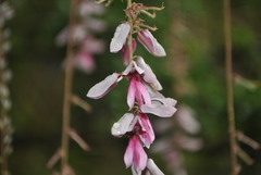 Indigofera pendula