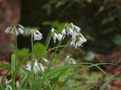 Allium triquetrum