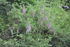 Indigofera pendula