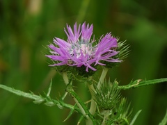 Galactites tomentosus